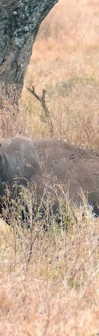 Endlich ein Nashorn!